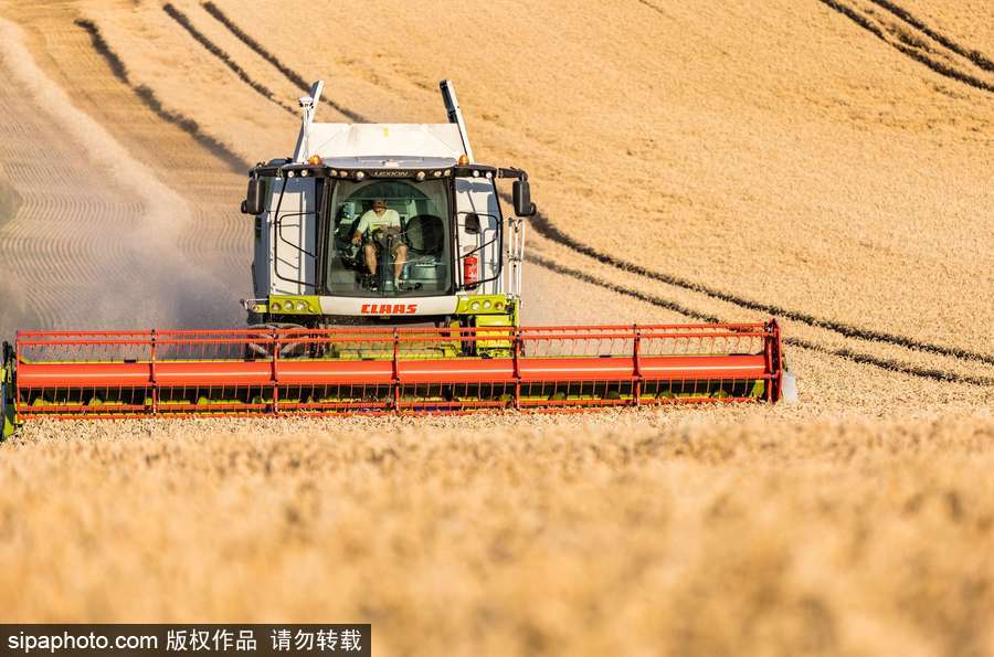 真正的金色麥浪 法國(guó)勃艮第小麥?zhǔn)斋@季