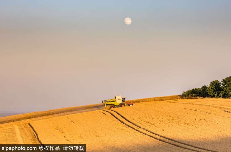 真正的金色麥浪 法國勃艮第小麥收獲季