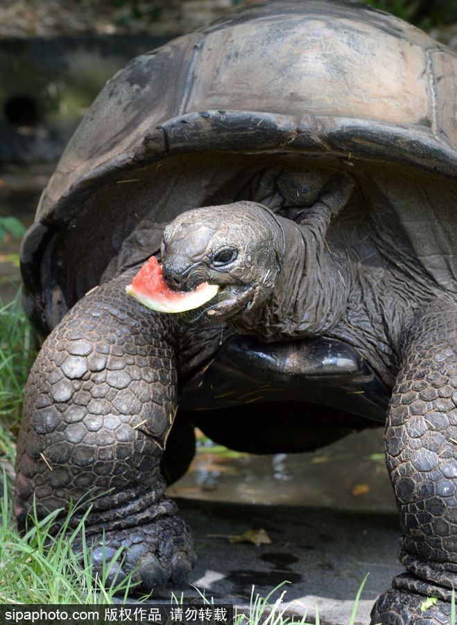 動(dòng)物也瘋狂！炎炎夏日動(dòng)物解暑降溫也賣萌