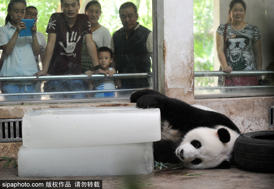動物也瘋狂！炎炎夏日動物解暑降溫也賣萌