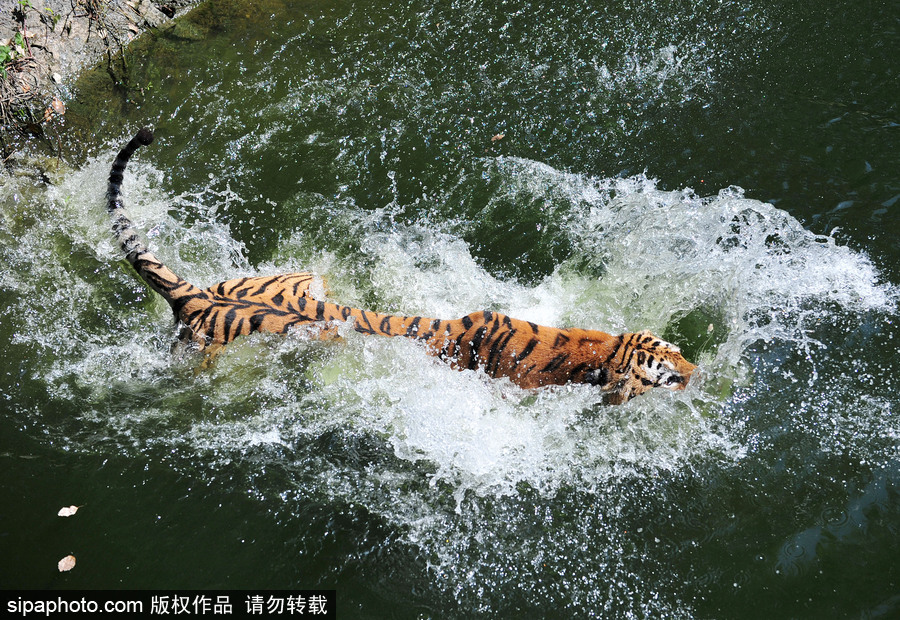 動物也瘋狂！炎炎夏日動物解暑降溫也賣萌