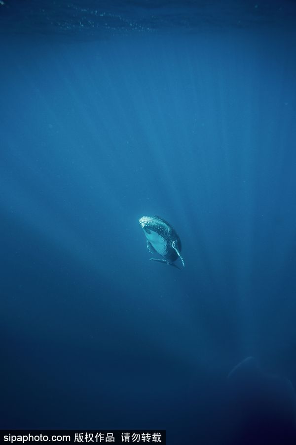 來(lái)自海洋深處的震撼力 湯加海底世界絕美大片