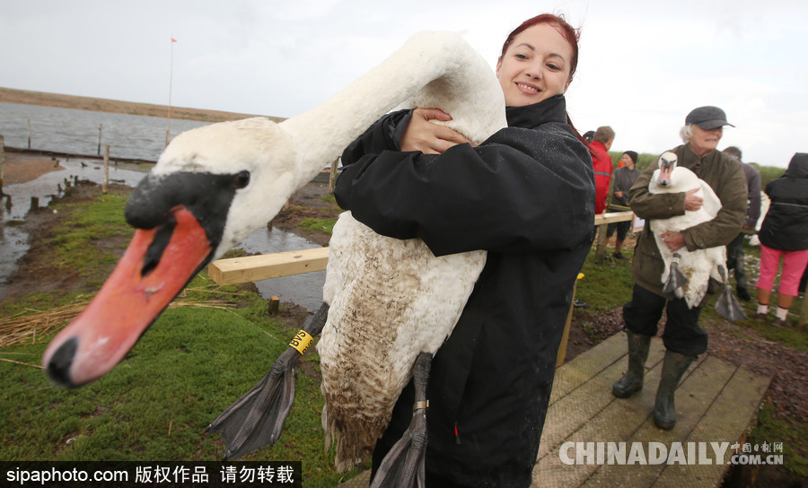 英國：白天鵝大“派對” 匯聚飼養場場面十分壯觀