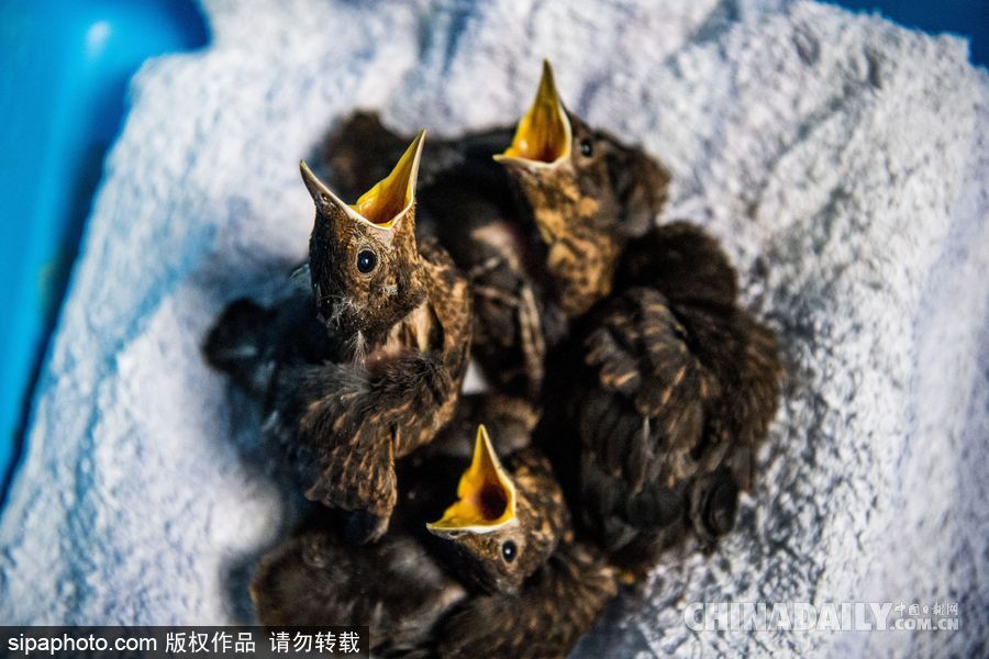 荷蘭：受動物保護者照顧的“孤兒”小鳥 嗷嗷待哺萌態(tài)十足