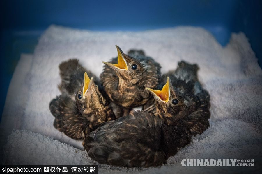 荷蘭：受動物保護者照顧的“孤兒”小鳥 嗷嗷待哺萌態十足