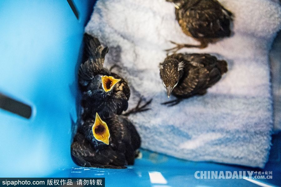 荷蘭：受動物保護者照顧的“孤兒”小鳥 嗷嗷待哺萌態(tài)十足