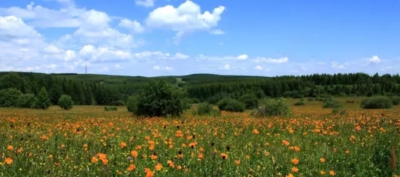 英國小哥到河北塞罕壩避暑，竟意外收獲了一個美麗的故事丨好運中國