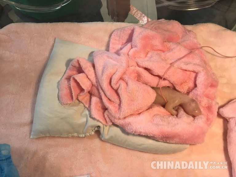 旅居法國熊貓產雙胞胎 一只存活狀態很好