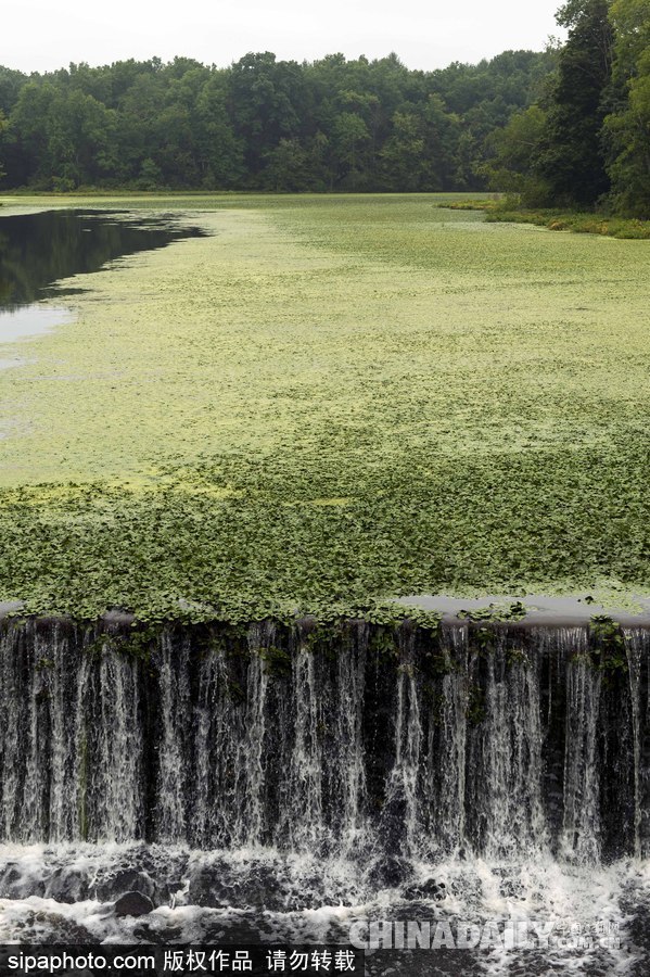 美國紐堡藍綠藻類泛濫成災(zāi) 河水散發(fā)惡臭