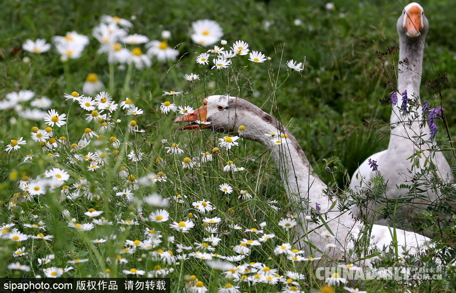 俄羅斯村莊里的“澳大利亞農(nóng)場” 充滿田園自然風情