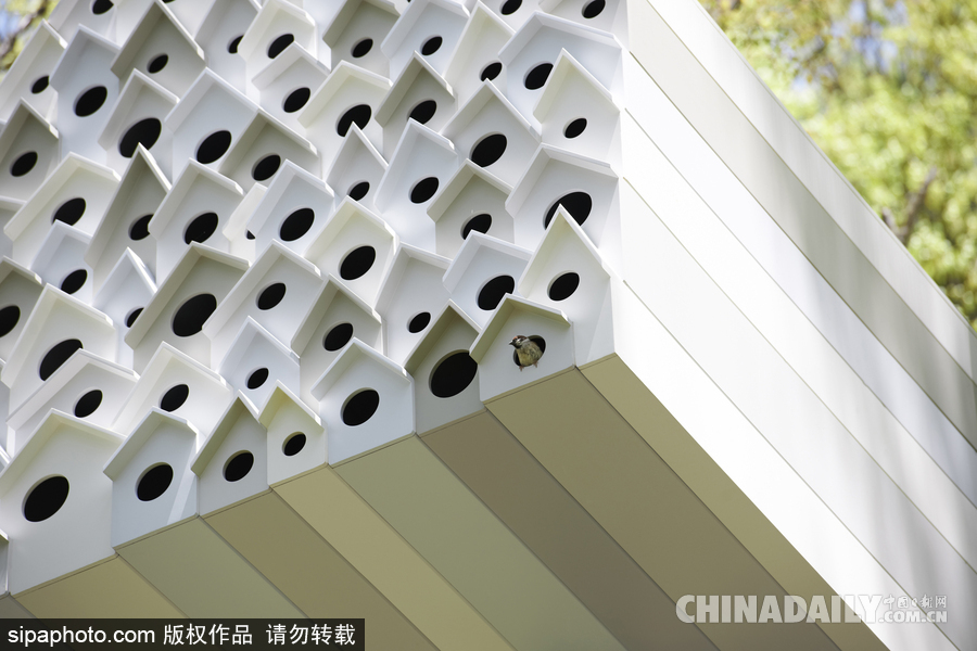 令人驚嘆！日本建筑公司筑起共享樹屋 人類可與鳥兒在屋內同住