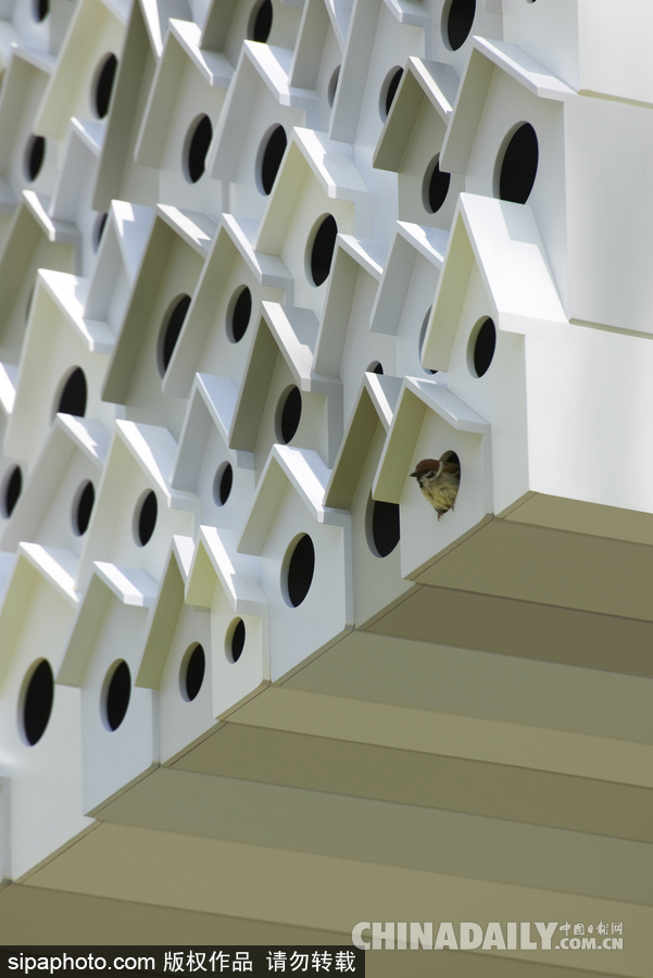令人驚嘆！日本建筑公司筑起共享樹屋 人類可與鳥兒在屋內同住