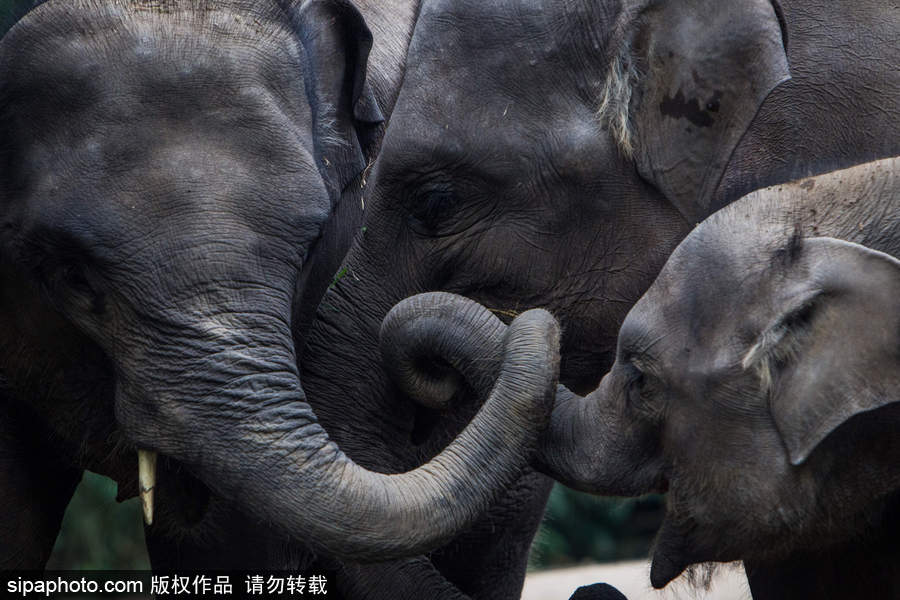 實拍瀕危物種：野生蘇門答臘象群