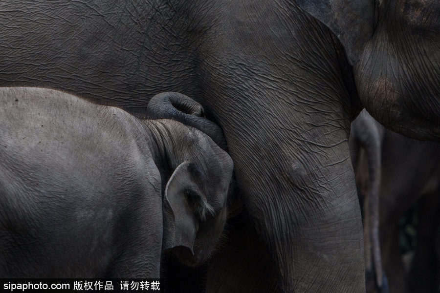 實(shí)拍瀕危物種：野生蘇門答臘象群