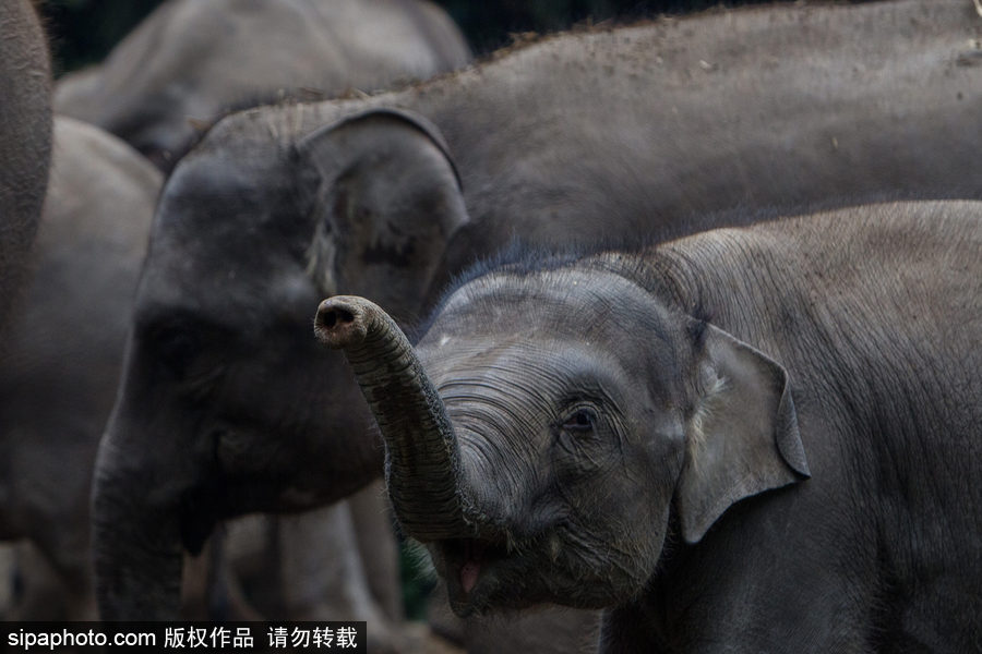實(shí)拍瀕危物種：野生蘇門答臘象群