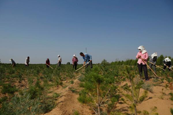 鄂爾多斯治沙人:三兄弟12年沙海造林4.7萬畝