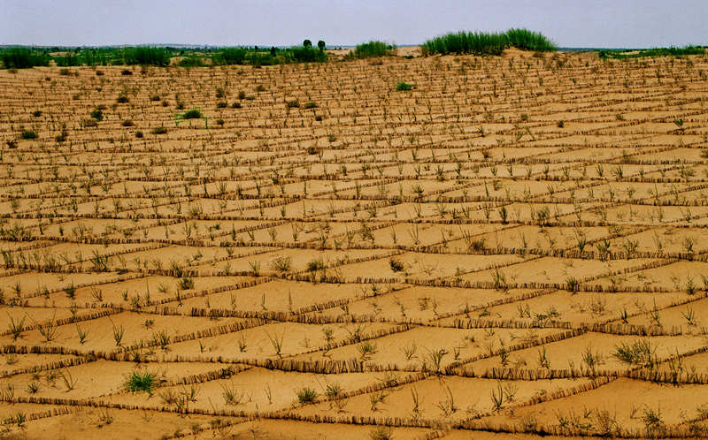 沙漠有綠色就有希望 鄂爾多斯的治沙故事