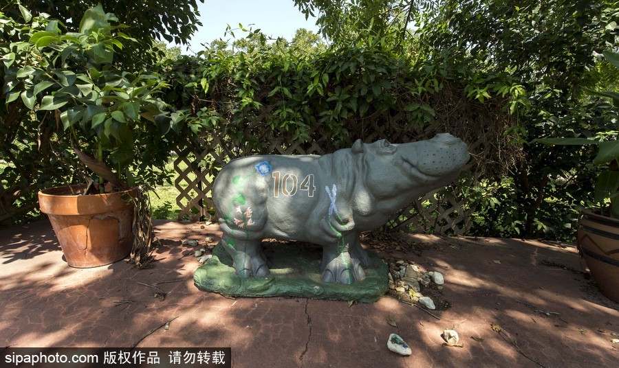 “河馬小鎮”美國胡托 街頭遍布河馬雕塑