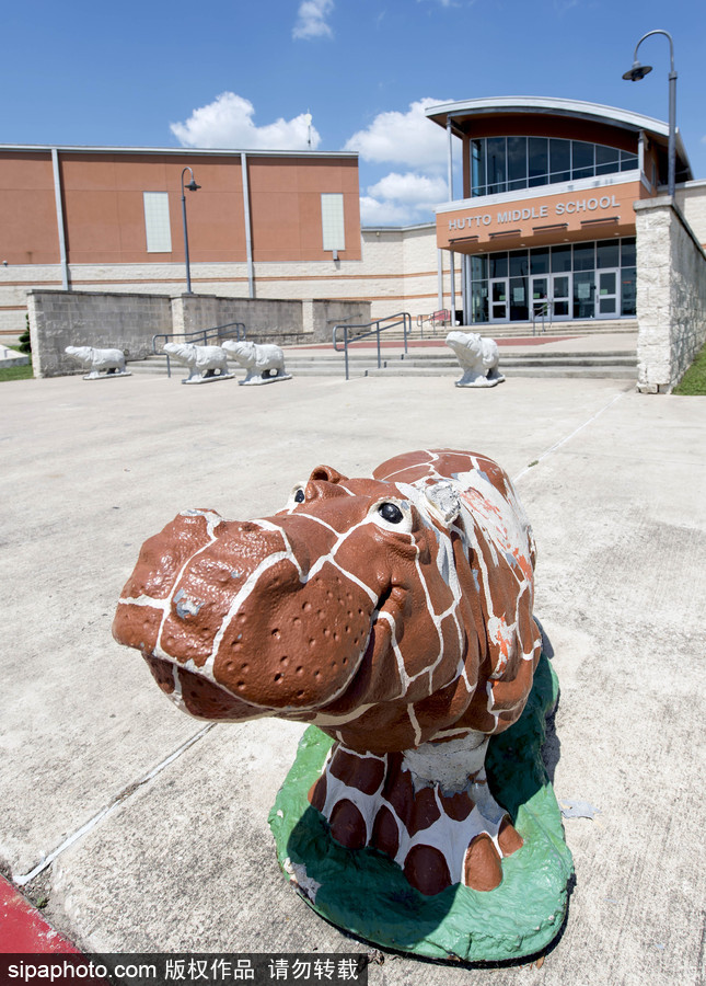 “河馬小鎮”美國胡托 街頭遍布河馬雕塑