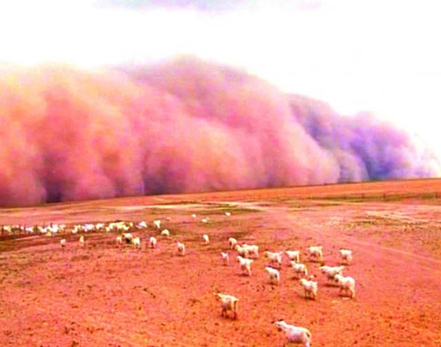 實拍:“風沙之城”鄂爾多斯的治沙傳奇