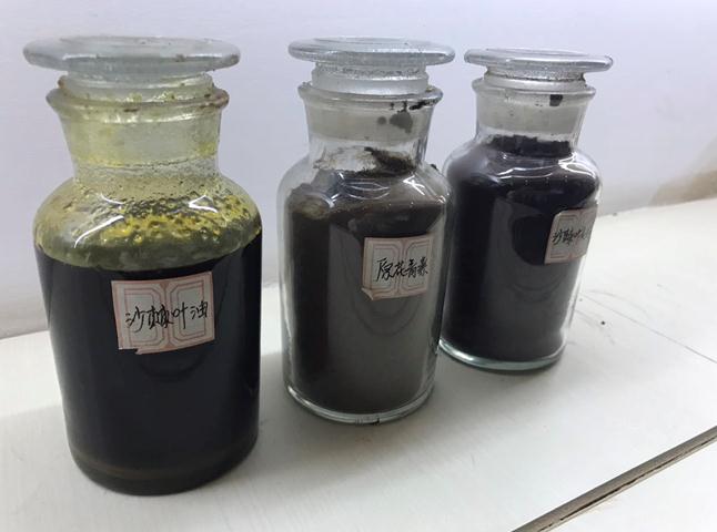 荒漠化防治與經濟效益并行:鄂爾多斯沙棘產業“綠色崛起”