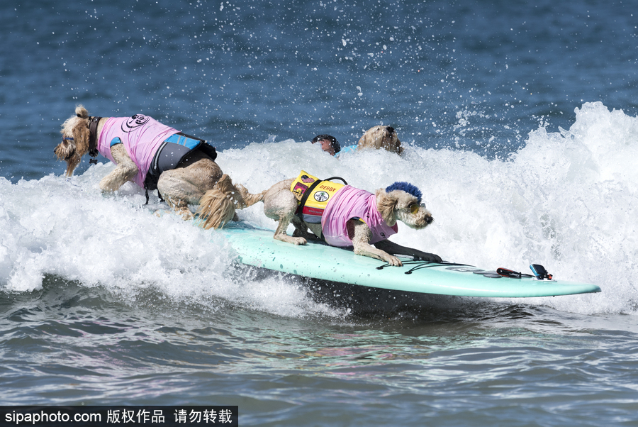 美國加州舉辦狗狗沖浪比賽 汪星人秀水上功夫