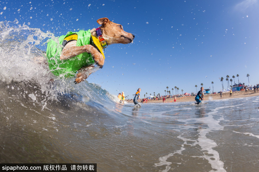 美國(guó)加州舉辦狗狗沖浪比賽 汪星人秀水上功夫