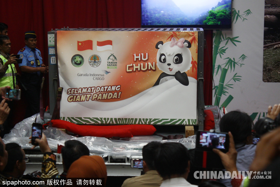 中國大熊貓首次旅居印尼 兩只萌家伙抵達機場受到熱烈歡迎