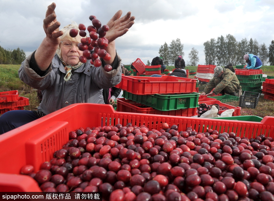 白俄羅斯布列斯特地區迎蔓越莓收獲季節 采收工作繁忙盛況空前