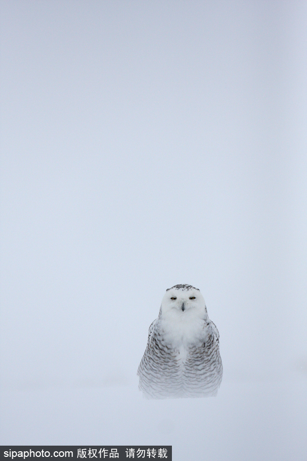 一見你就笑 冰天雪地中的雪鸮呆頭呆腦萌化了