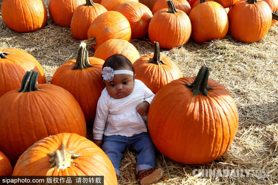 迎萬圣節南瓜熱銷 萌娃與南瓜興奮合影