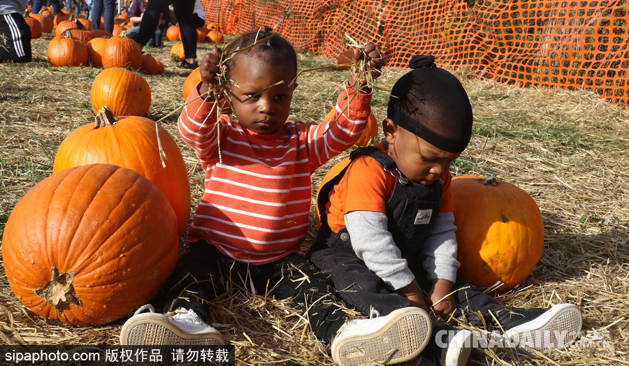 迎萬圣節南瓜熱銷 萌娃與南瓜興奮合影