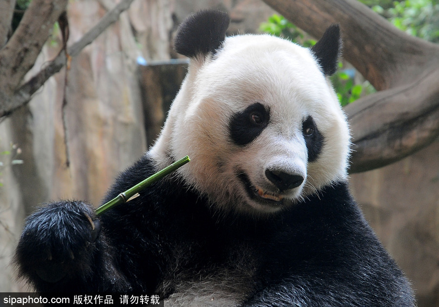 旅印尼大熊貓“彩陶”“湖春”適應新家 變身“吃貨”狂啃竹子