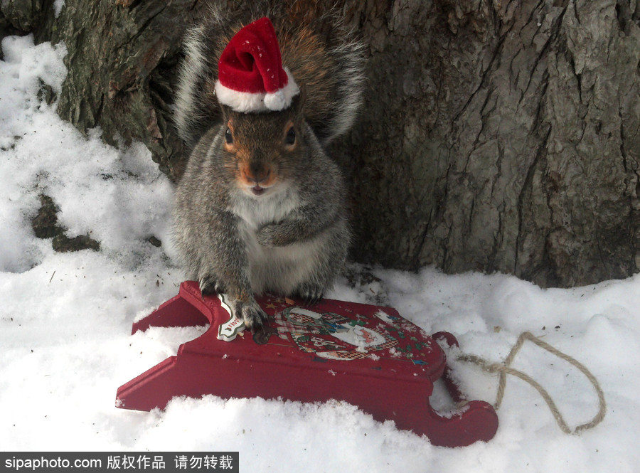 松鼠愛打扮！ 美國社交障礙女生擺拍松鼠一夜爆紅