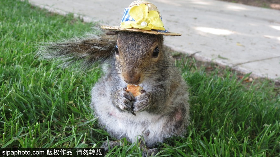 松鼠愛(ài)打扮！ 美國(guó)社交障礙女生擺拍松鼠一夜爆紅