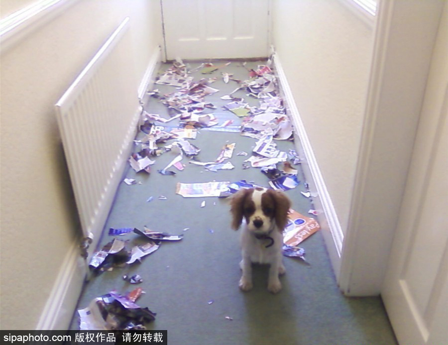主人的內心是崩潰的！ 盤點寵物破壞大法