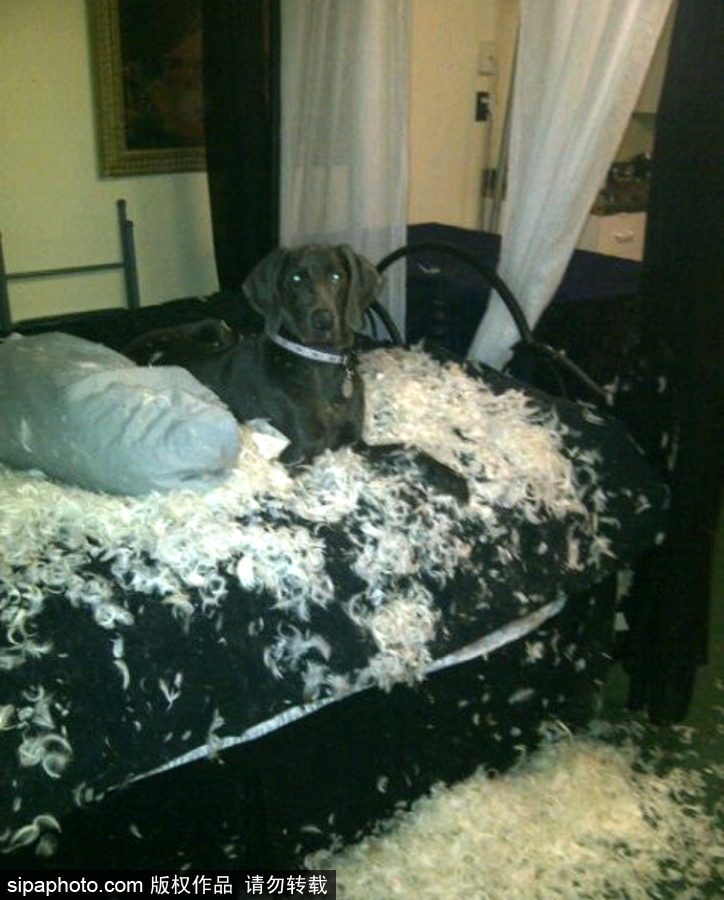 主人的內(nèi)心是崩潰的！ 盤(pán)點(diǎn)寵物破壞大法