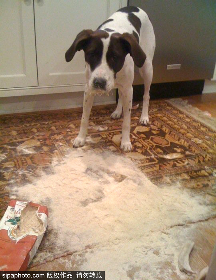 主人的內(nèi)心是崩潰的！ 盤點寵物破壞大法