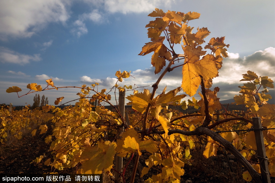 北方的秋天 俄羅斯克里米亞秋光無(wú)限