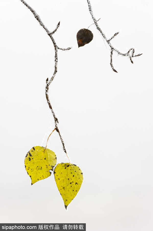 純凈的北方國度 加拿大冬日風光