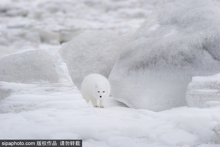 純凈的北方國度 加拿大冬日風(fēng)光
