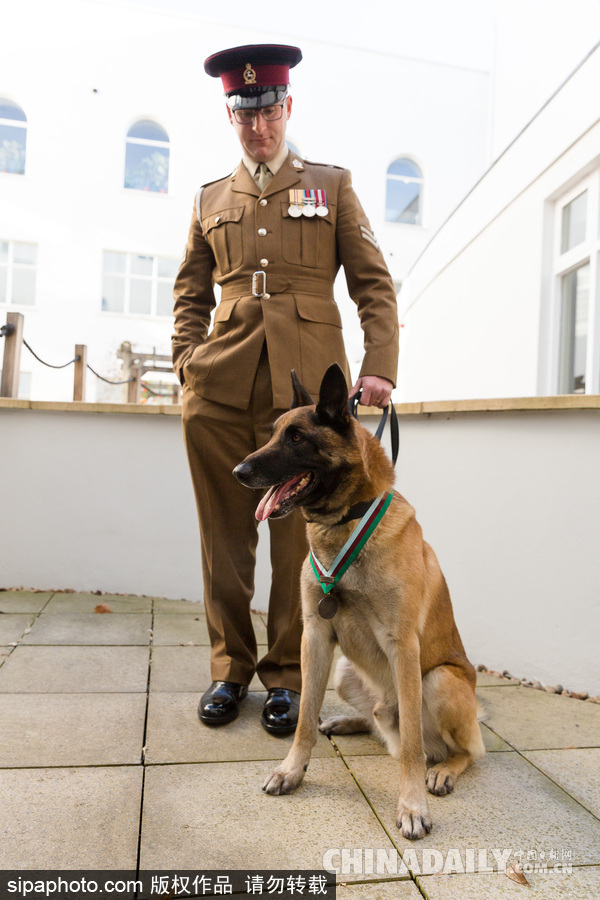 狗生巔峰 英國(guó)一只馬里努阿犬被授予維多利亞十字勛章