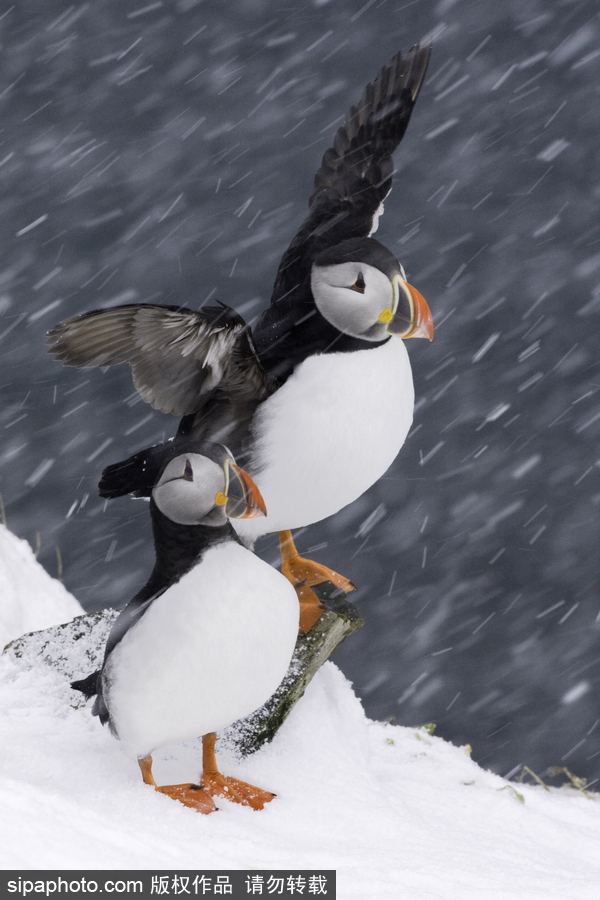 小雪節氣將至 盤點那些紛紛揚揚的日子