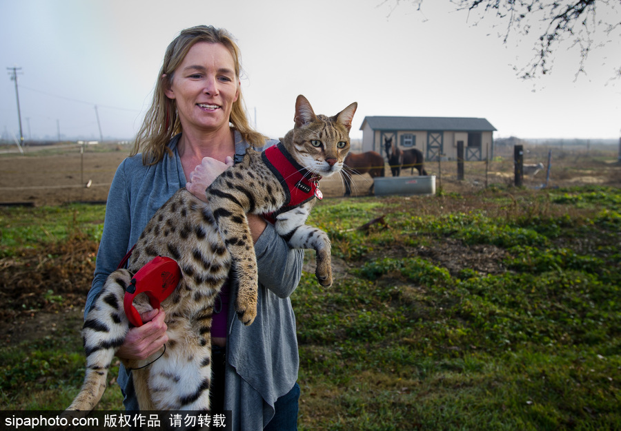 喵屆大長腿！ 世界最高的貓咪總身高48公分