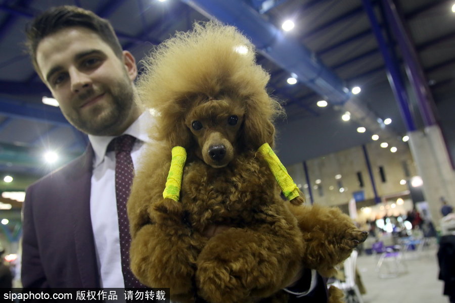 西班牙馬拉加舉行寵物大會(huì) 各式“萌寵”大比拼