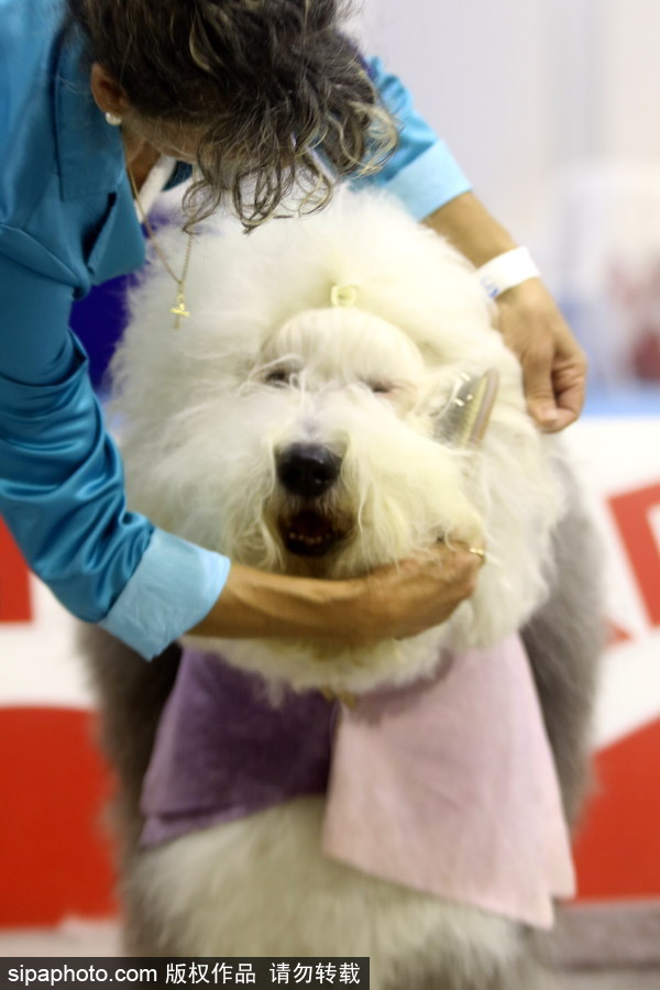 西班牙馬拉加舉行寵物大會 各式“萌寵”大比拼