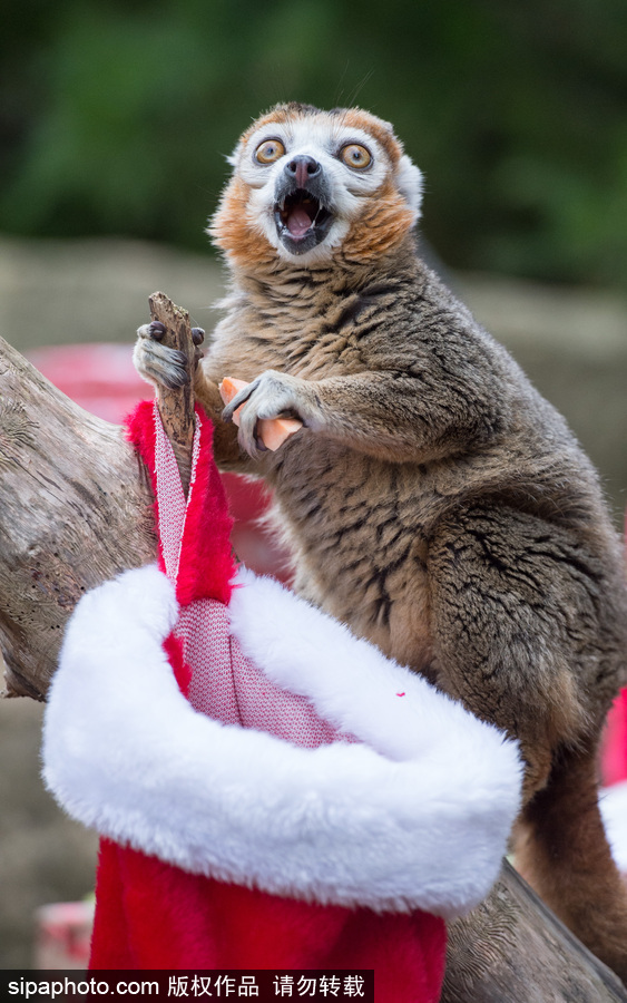 英國布里斯托動物園迎接圣誕節(jié) 動物喜獲“圣誕老人”禮物