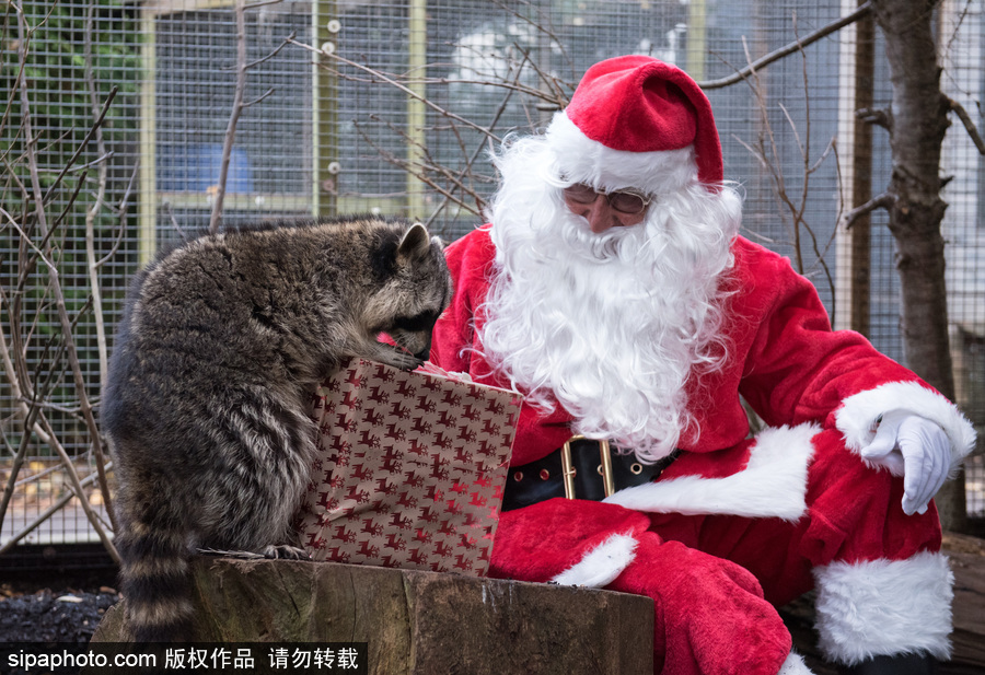 英國(guó)布里斯托動(dòng)物園迎接圣誕節(jié) 動(dòng)物喜獲“圣誕老人”禮物