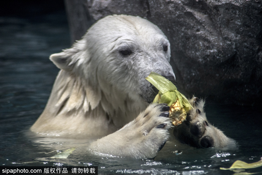 探訪巴西水族館中的北極熊 水中嬉戲玩耍萌態畢露