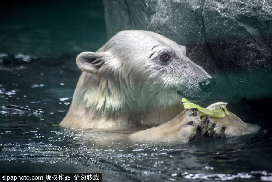 探訪巴西水族館中的北極熊 水中嬉戲玩耍萌態畢露